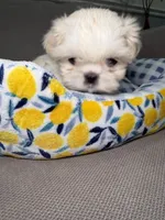 Cloudy, a female Shih Tzu for sale in Chicago, IL – 2 of 5