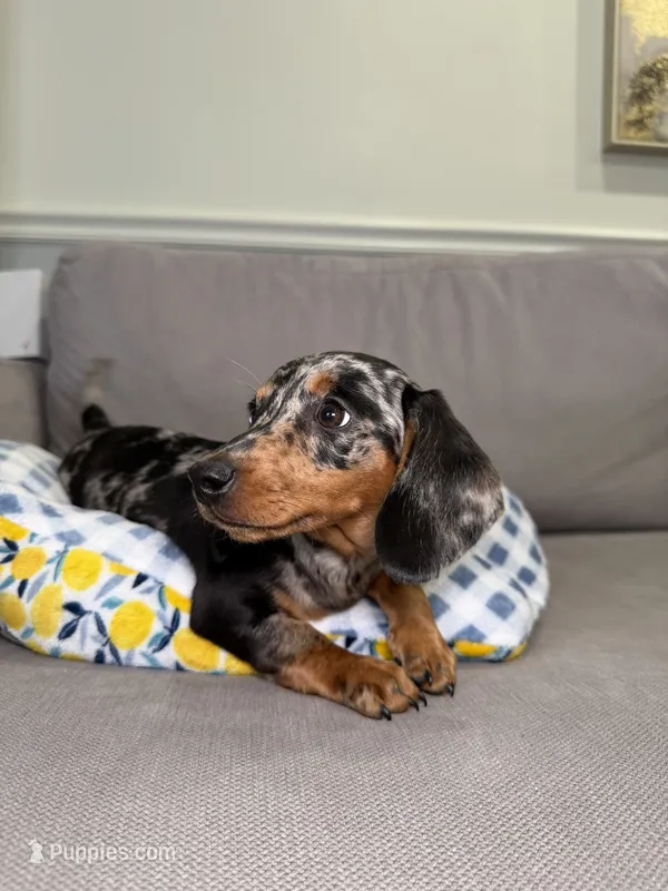 Odus – Miniature Dachshund puppy for sale in Chicago, IL