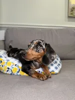 Odus, a male Miniature Dachshund for sale in Chicago, IL – 1 of 3