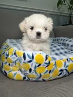Cloudy, a female Shih Tzu for sale in Chicago, IL – 3 of 5