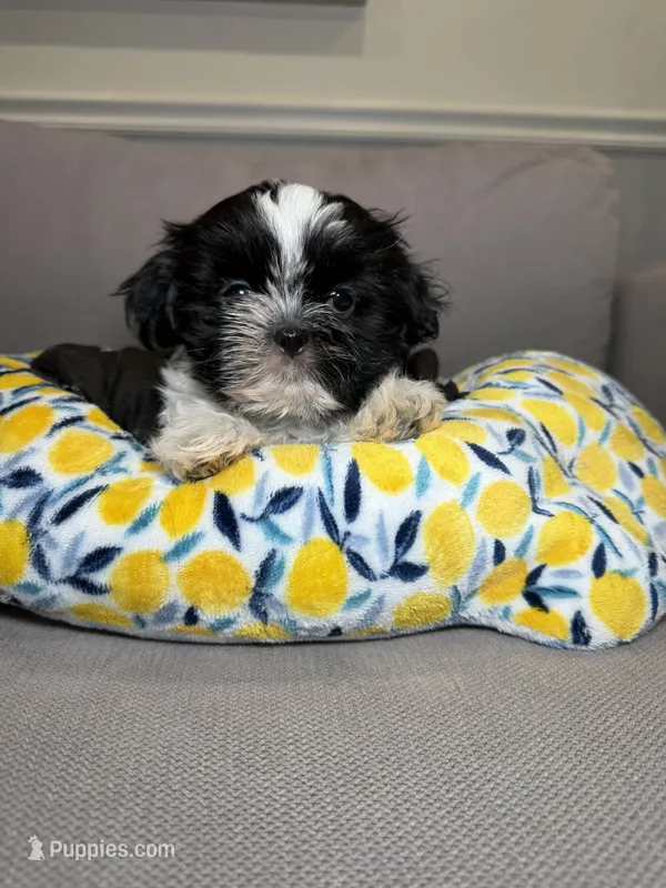 Buzz – Shih Tzu puppy for sale in Chicago, IL