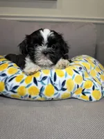 Buzz, a male Shih Tzu for sale in Chicago, IL – 1 of 3