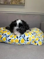 Buzz, a male Shih Tzu for sale in Chicago, IL – 2 of 3