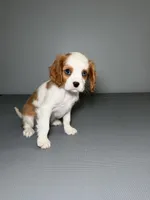 Kimmie, a female Cavalier King Charles Spaniel for sale in Chicago, IL – Photo 2 of 3