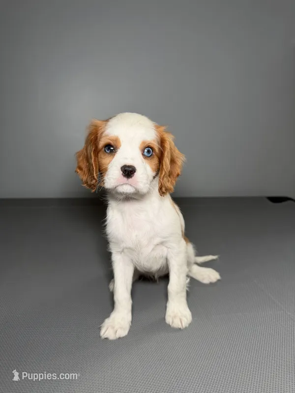 Kimmie, a female Cavalier King Charles Spaniel for sale in Chicago, IL – Photo 1 of 3