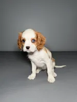 Kimmie, a female Cavalier King Charles Spaniel for sale in Chicago, IL – Photo 3 of 3