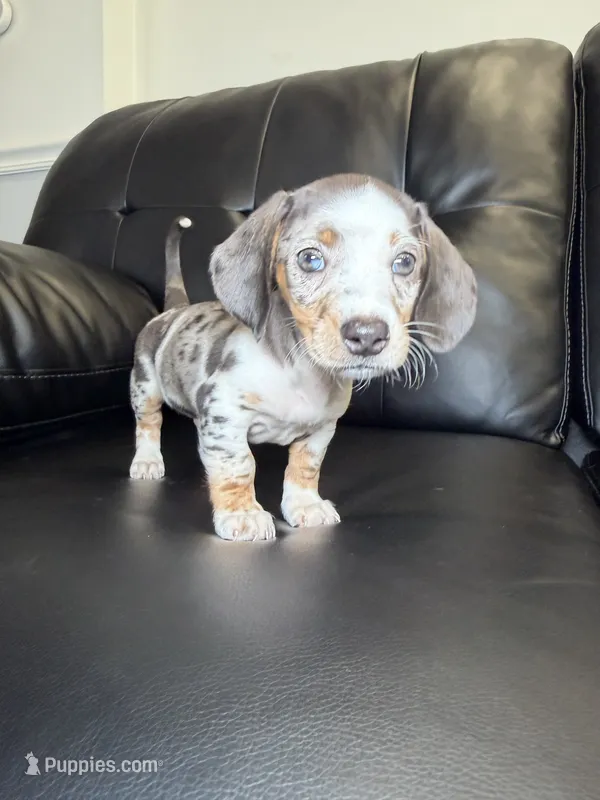 Shortie  – Miniature Dachshund puppy for sale in Chicago, IL