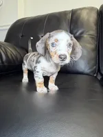 Shortie , a male Miniature Dachshund for sale in Chicago, IL – 1 of 5