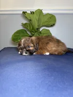 Seven , a male Shih Tzu for sale in Chicago, IL – 3 of 4