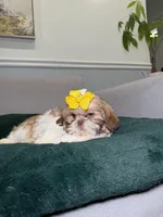 Floral, a female Shih Tzu for sale in Chicago, IL – Photo 3 of 4