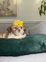 Floral, a female Shih Tzu for sale in Chicago, IL – Photo 2 of 4