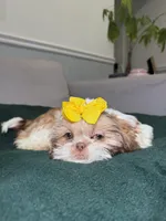 Floral, a female Shih Tzu for sale in Chicago, IL – Photo 4 of 4