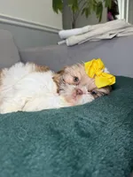 Floral, a female Shih Tzu for sale in Chicago, IL – Photo 1 of 4