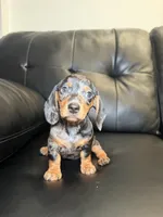 Silver , a male Miniature Dachshund for sale in Chicago, IL – 2 of 4