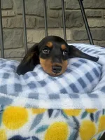 Potsticker, a male Miniature Dachshund for sale in Chicago, IL – 2 of 4