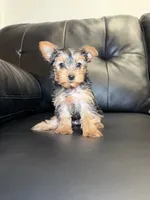 Cutie, a female Yorkshire Terrier for sale in Chicago, IL – 3 of 3