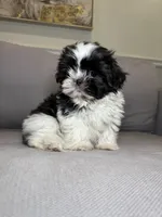 Jessie , a female Shih Tzu for sale in Chicago, IL – 2 of 3