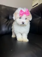 Apple cider , a female Poodle - Toy  for sale in Chicago, IL – 2 of 3
