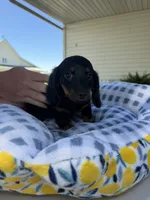 Mae, a female Miniature Dachshund for sale in Chicago, IL – 1 of 2
