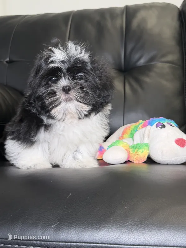 Woody  – Shih Tzu puppy for sale in Chicago, IL