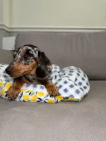 Odus, a male Miniature Dachshund for sale in Chicago, IL – 2 of 3