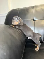 Knight , a male Miniature Dachshund for sale in Chicago, IL – 3 of 3