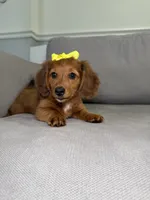 Sassy, a female Miniature Dachshund for sale in Chicago, IL – 2 of 3