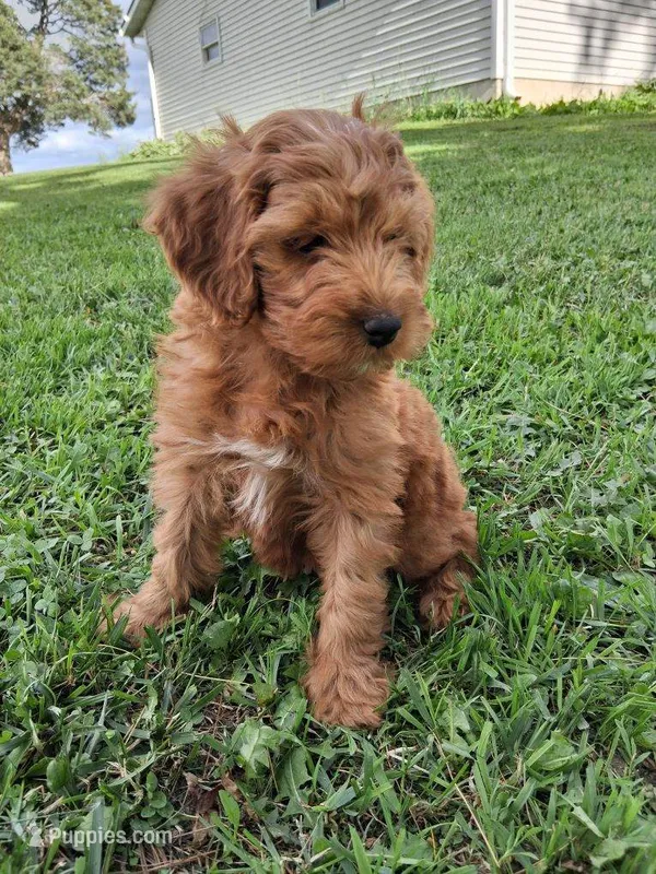 Lambo – Miniature Goldendoodle puppy for sale in Chicago, IL