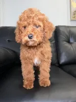 Cash, a male Miniature Goldendoodle for sale in Chicago, IL – 2 of 4
