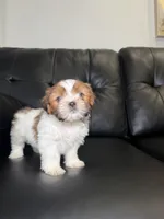 Portugal , a male Shih Tzu for sale in Chicago, IL – 2 of 3