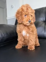 Cash, a male Miniature Goldendoodle for sale in Chicago, IL – 3 of 4