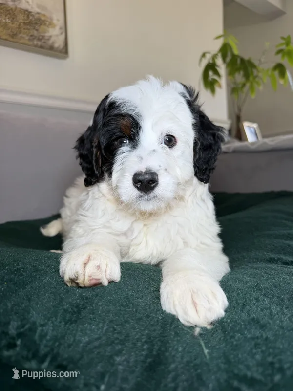 Jr – Miniature Bernedoodle puppy for sale in Chicago, IL