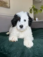 Jr, a male Miniature Bernedoodle for sale in Chicago, IL – Photo 1 of 3