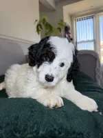 Jr, a male Miniature Bernedoodle for sale in Chicago, IL – Photo 3 of 3