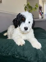 Jr, a male Miniature Bernedoodle for sale in Chicago, IL – Photo 2 of 3