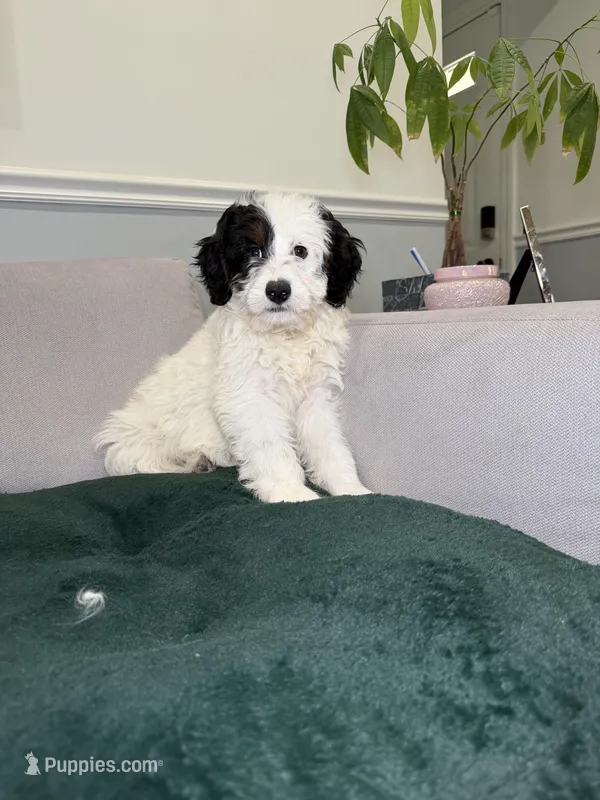 Jr – Miniature Bernedoodle puppy for sale in Chicago, IL