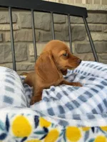 Dumpling , a male Miniature Dachshund for sale in Chicago, IL – 2 of 3