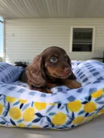 Lucious , a male Miniature Dachshund for sale in Chicago, IL – 2 of 3