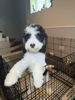 Cayden, a male Miniature Bernedoodle for sale in Chicago, IL – Photo 2 of 3