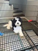 Cayden, a male Miniature Bernedoodle for sale in Chicago, IL – Photo 3 of 3