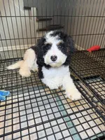 Cayden, a male Miniature Bernedoodle for sale in Chicago, IL – Photo 1 of 3