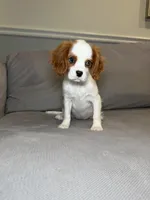 Kim , a female Cavalier King Charles Spaniel for sale in Chicago, IL – 2 of 4
