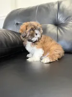 Seven , a male Shih Tzu for sale in Chicago, IL – 4 of 4