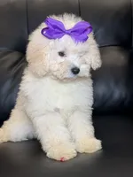 Cold foam , a female Poodle - Toy  for sale in Chicago, IL – 2 of 3