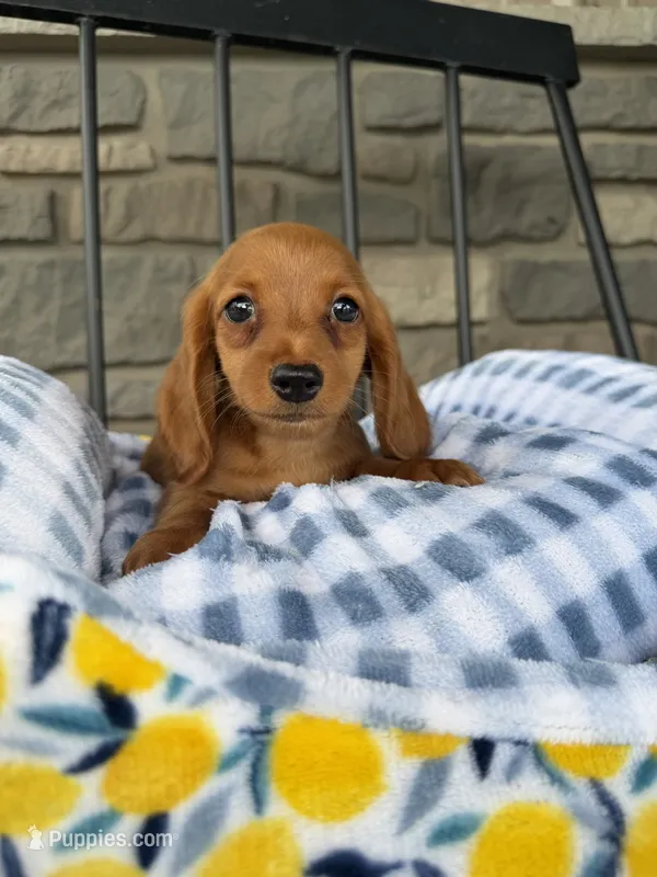 Dumpling  – Miniature Dachshund puppy for sale in Chicago, IL
