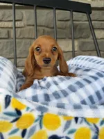 Dumpling , a male Miniature Dachshund for sale in Chicago, IL – 1 of 3
