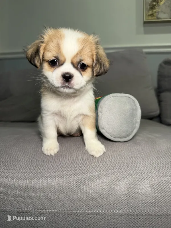 Boba – Pekingese, Shih Tzu puppy for sale in Chicago, IL