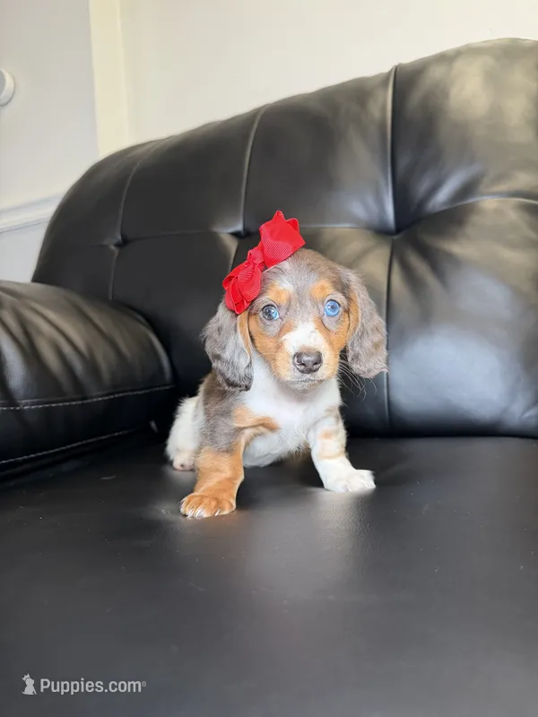 Madam  – Miniature Dachshund puppy for sale in Chicago, IL
