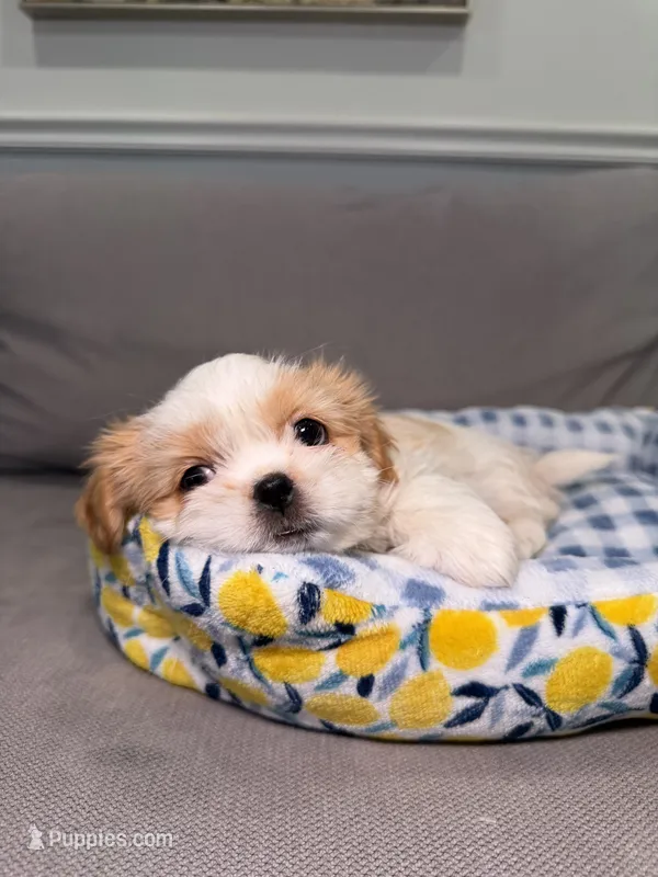 Cobb – Shih Tzu puppy for sale in Chicago, IL