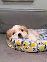 Cobb, a male Shih Tzu for sale in Chicago, IL – 1 of 4